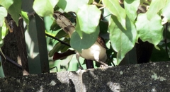 Campylorhynchus griseus