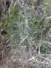 Aspalathus hispida hispida