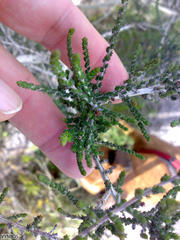 Aspalathus hispida hispida