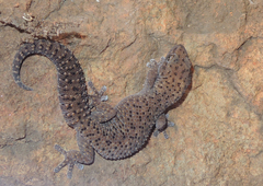 Pachydactylus
