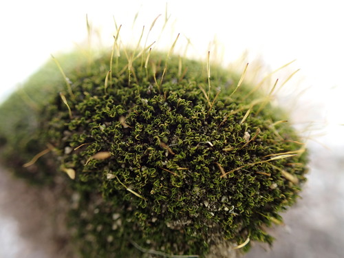 Hymenoloma mulahaceni