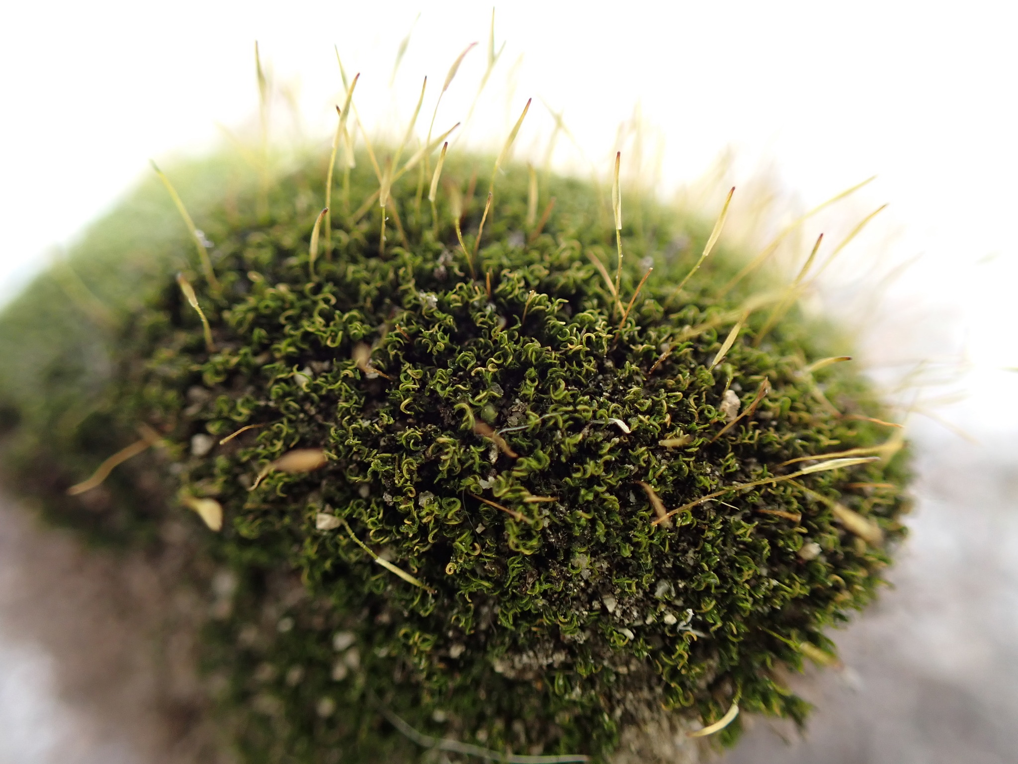 Hymenoloma mulahaceni