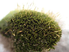 Hymenoloma crispulum