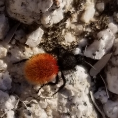 Dasymutilla magnifica