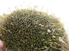 Hymenoloma crispulum