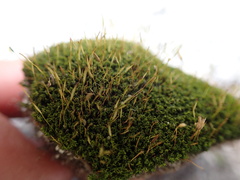 Hymenoloma crispulum