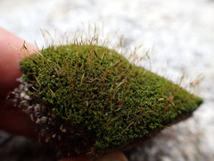 Hymenoloma crispulum