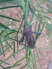 Anoplocnemis