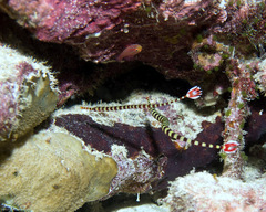 Dunckerocampus dactyliophorus