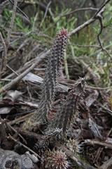 Huernia pillansii