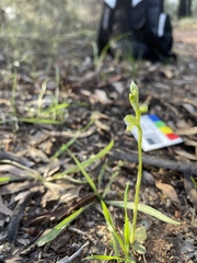 Pterostylis mutica
