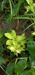 Hygrophila