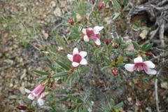 Pachypodium bispinosum
