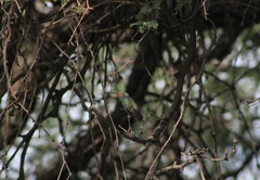 Cynanthus latirostris