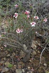 Pachypodium bispinosum