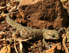 Pachydactylus
