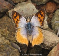 Chrysoritis pan henningi