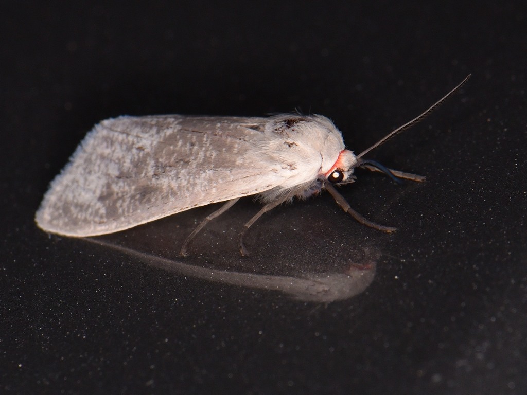 Euchaetes bolteri