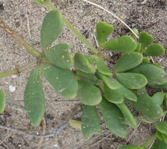 Roepera maritima