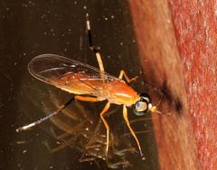 Ptecticus elongatus