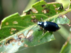 Lysathia ludoviciana