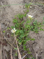 Roepera maritima