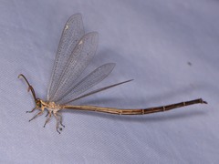 Clathroneuria coquilletti