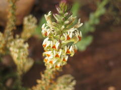 Hebenstretia integrifolia