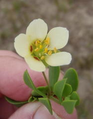 Roepera maritima