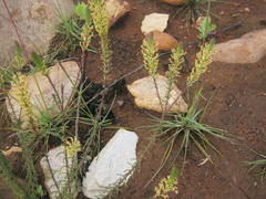 Hebenstretia integrifolia