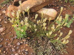 Hebenstretia integrifolia