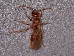 Sphaeropthalma