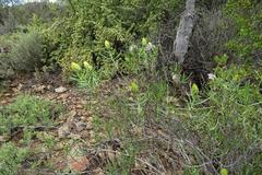 Pteronia flexicaulis