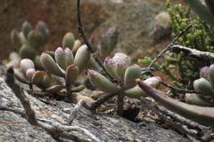 Adromischus mammillaris