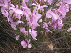 Heliophila juncea