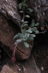 Adromischus mammillaris
