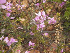Heliophila juncea