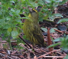 Crithagra scotops umbrosa