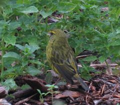 Crithagra scotops umbrosa