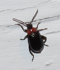 Disonycha xanthomelas
