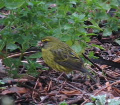 Crithagra scotops umbrosa