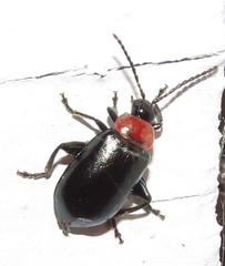 Disonycha xanthomelas