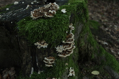 Fungi