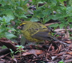 Crithagra scotops umbrosa