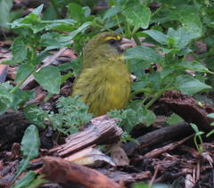 Crithagra scotops umbrosa