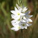 African Corn Lily - Photo (c) Andrew Massyn, some rights reserved (CC BY-NC), uploaded by Andrew Massyn
