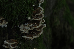 Fungi