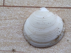 Semelidae