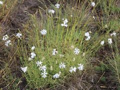 Dianthus serotinus