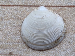 Semelidae